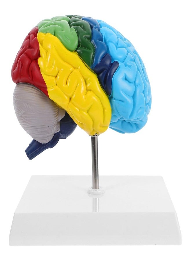 TOPPERFUN Human Brain Model Right Hemisphere 1 1 Scale Anatomical Brain Model for Neuroscience Psychology Education Teaching Tools 6.29X4.52X2.59 Inches - Image 1